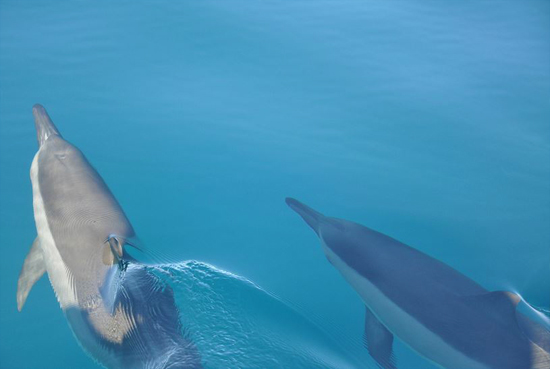 Nager avec les dauphins à l'île Maurice